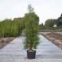 Groene haagconifeer 'Brabant' 125-150 cm